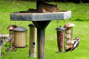 Birds and squirrel on a Feeder pole image