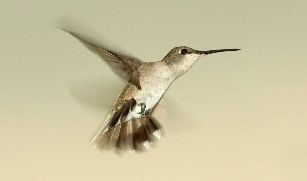 Black-Chinned Hummingbird