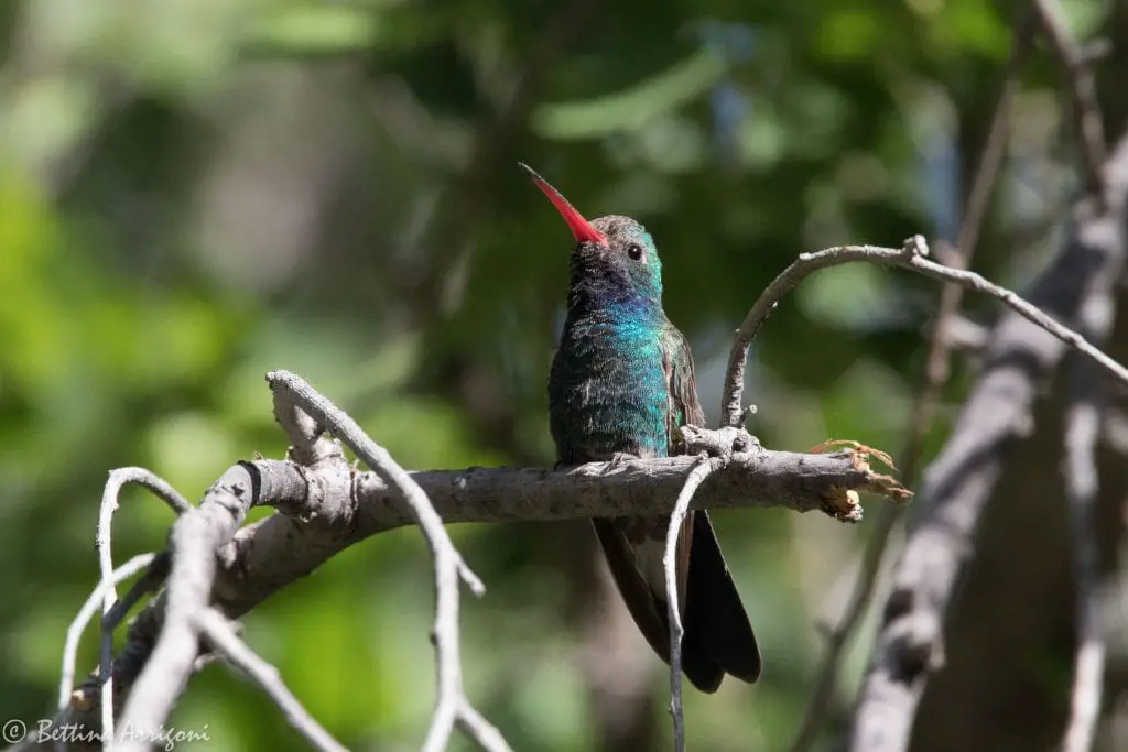 Broad-billed Hummingbird