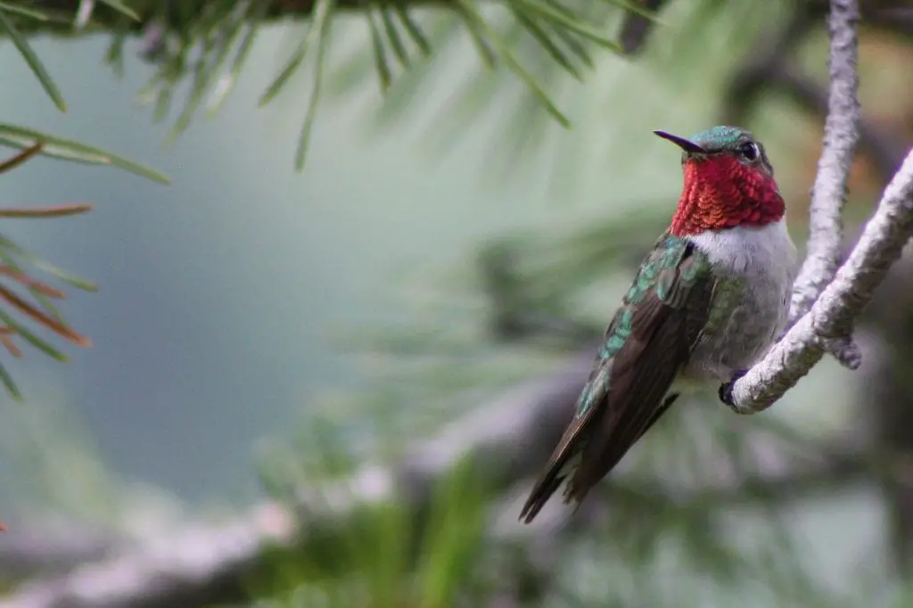 Broad-tailed Hummingbird