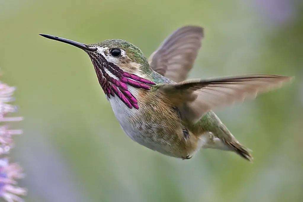 Calliope Hummer