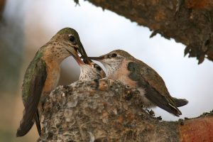 Calliope hummingbird nest featured image
