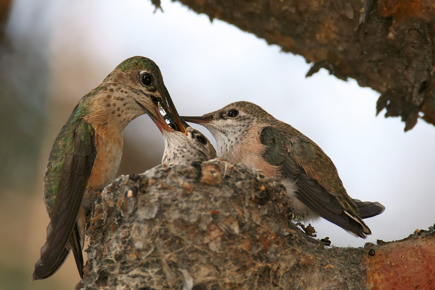 Calliope hummingbird nest featured image