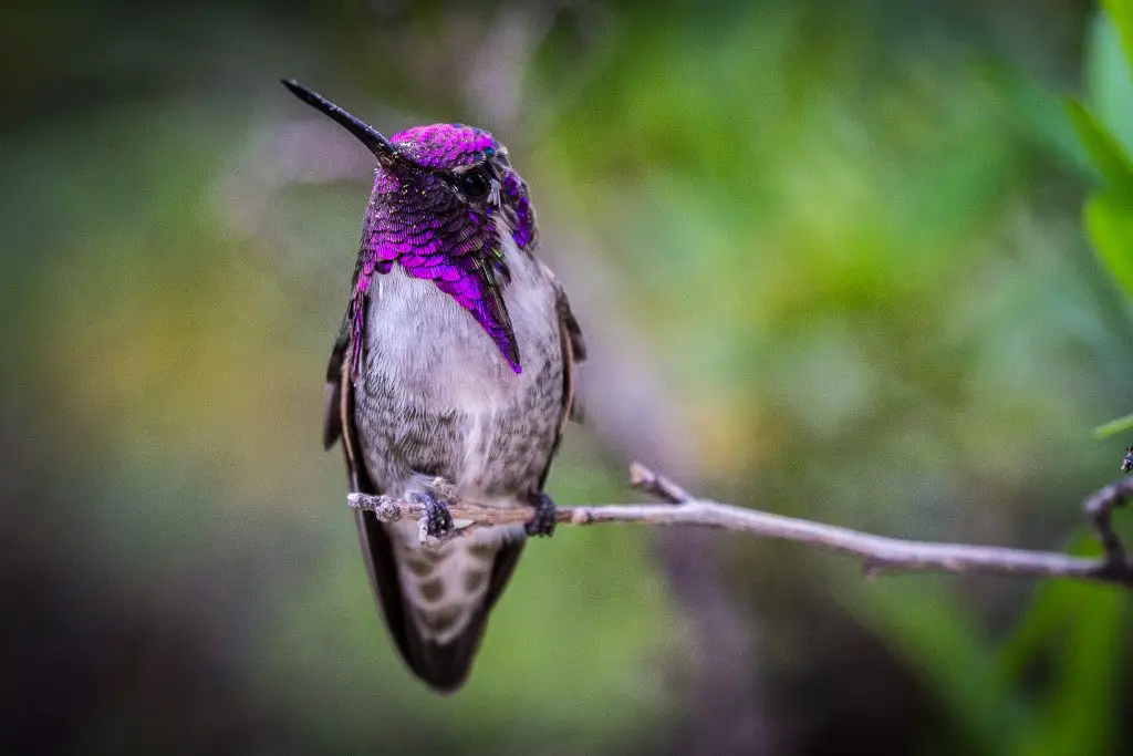 Costas Hummingbird