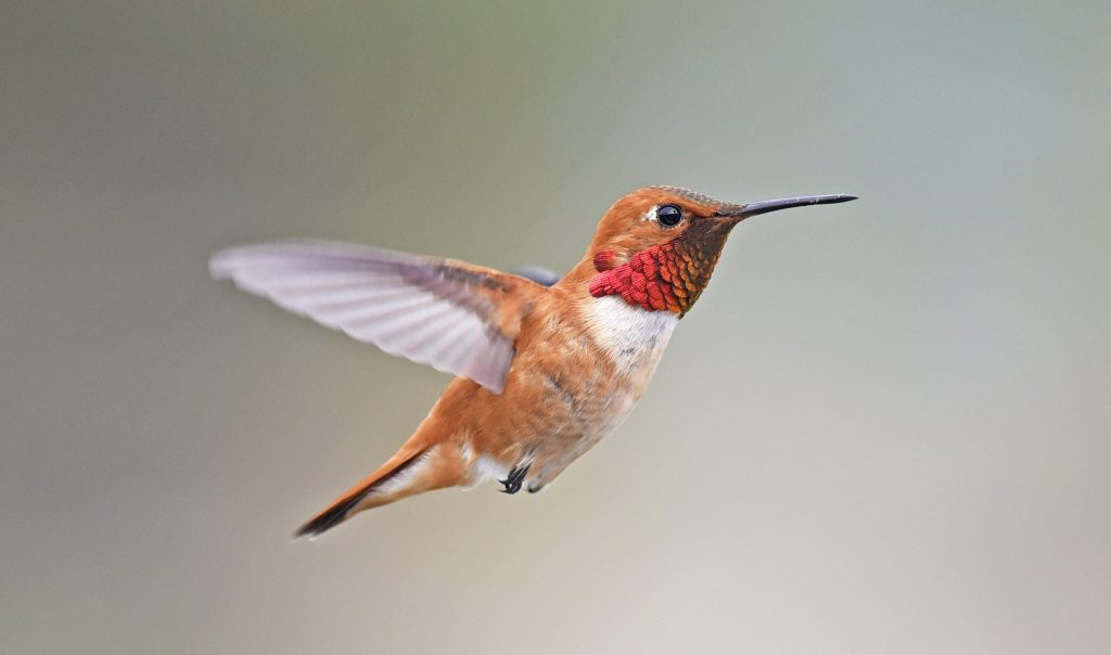Male Rufous Hummingbird