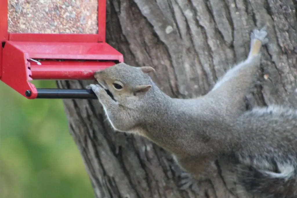 Squirrel getting onto a bird feeder