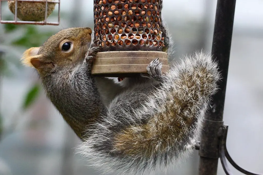 A squirrel trying to climb a bird feeder