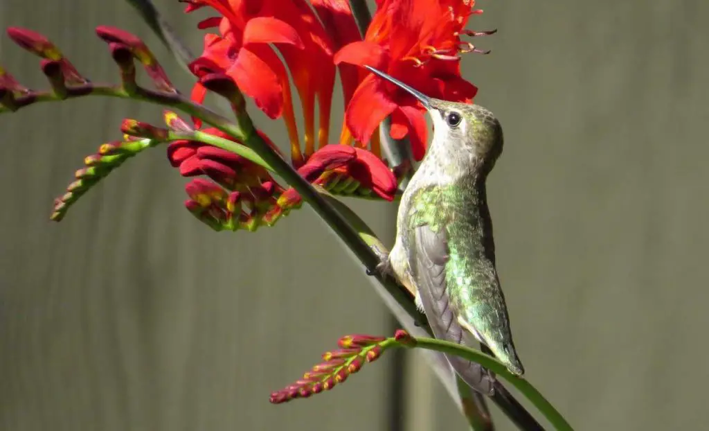 Anna's Hummingbird