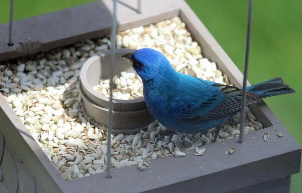 bird feasting on seeds
