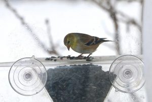 bird on a suction feeder