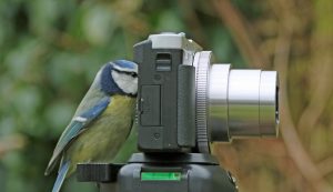 a bluebird looking through camera