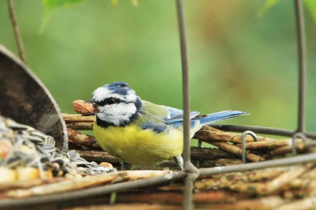 bird seed featured image