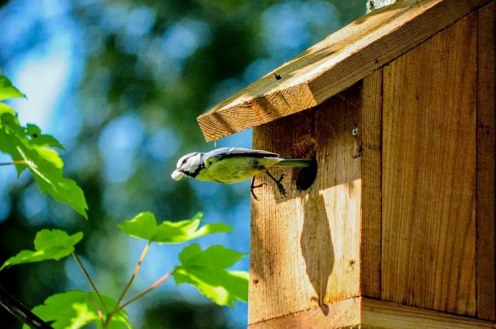 A bird perched on a wooden birdhouse