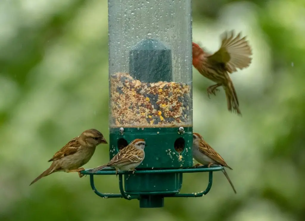 birds on a spinner feeder