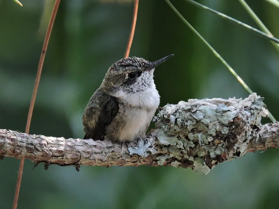 hummingbird beside its nest