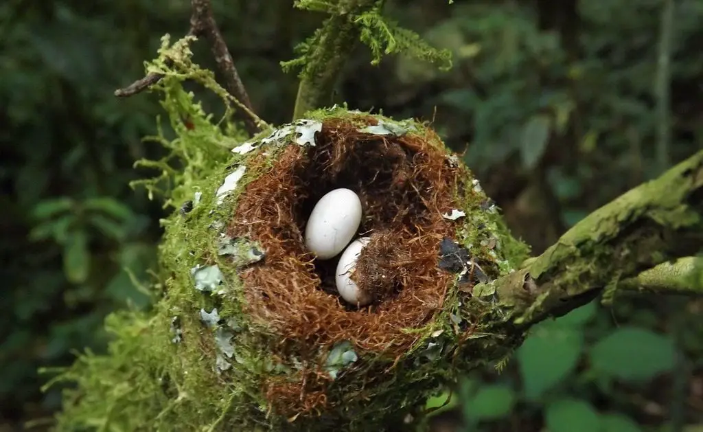 hummingbird eggs on its nest