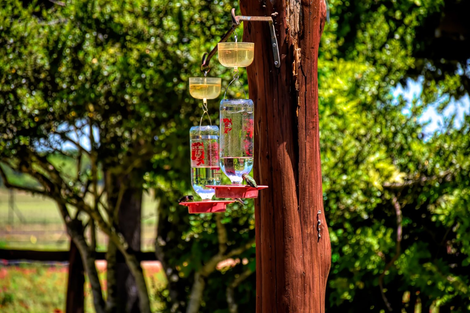 best hummingbird feeder best hummingbird feeder