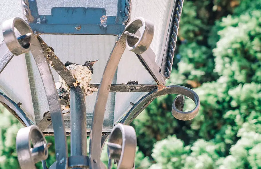 hummingbird nest on a lamp post