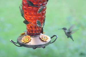 A hummingbird flying towards a hanging feeder