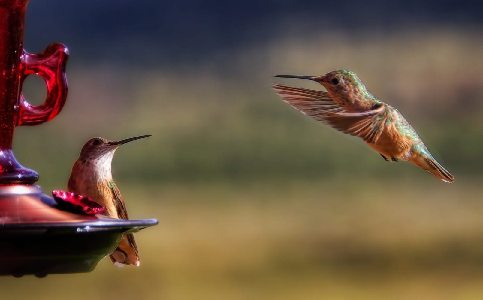hummingbird species feature image