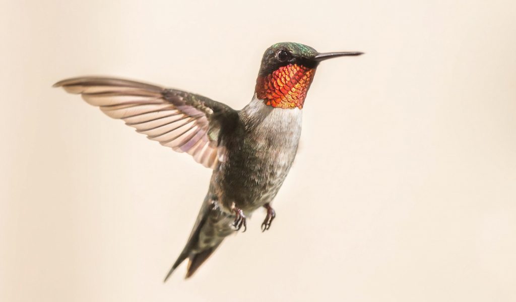 ruby throated hummingbird