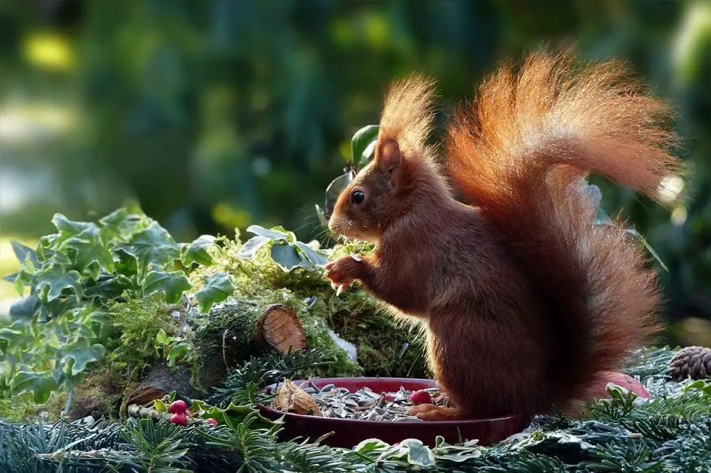 squirrel on a plate