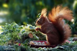 squirrel on a plate