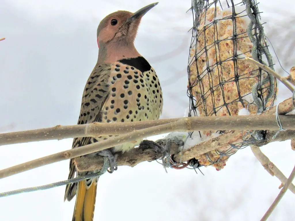 view of a woodpecker on a snowy day