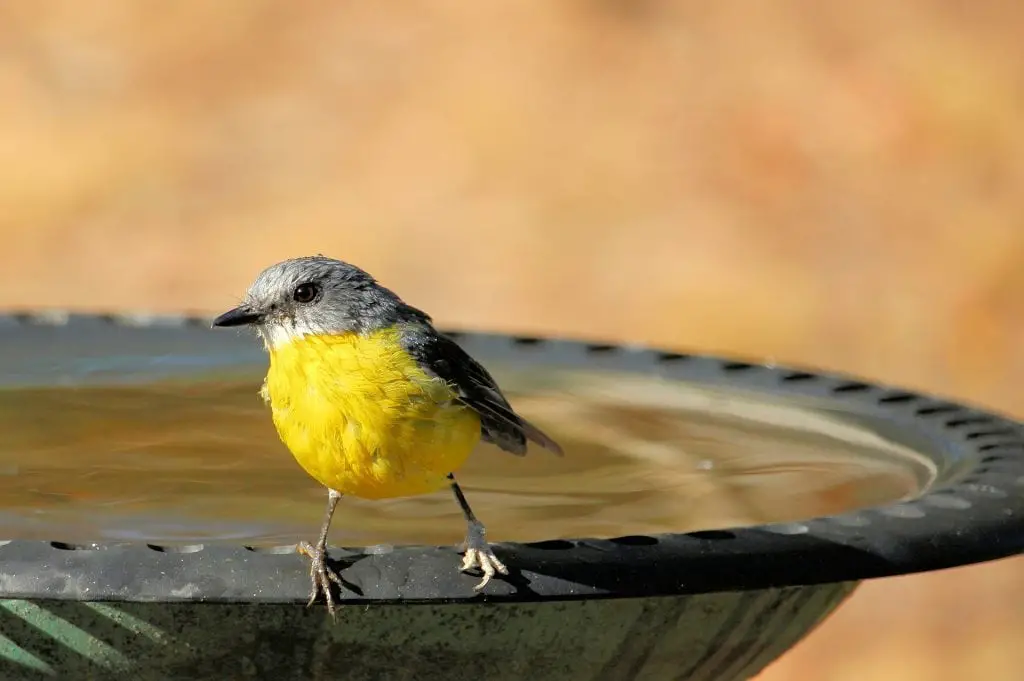 yellow robin on a bird bath