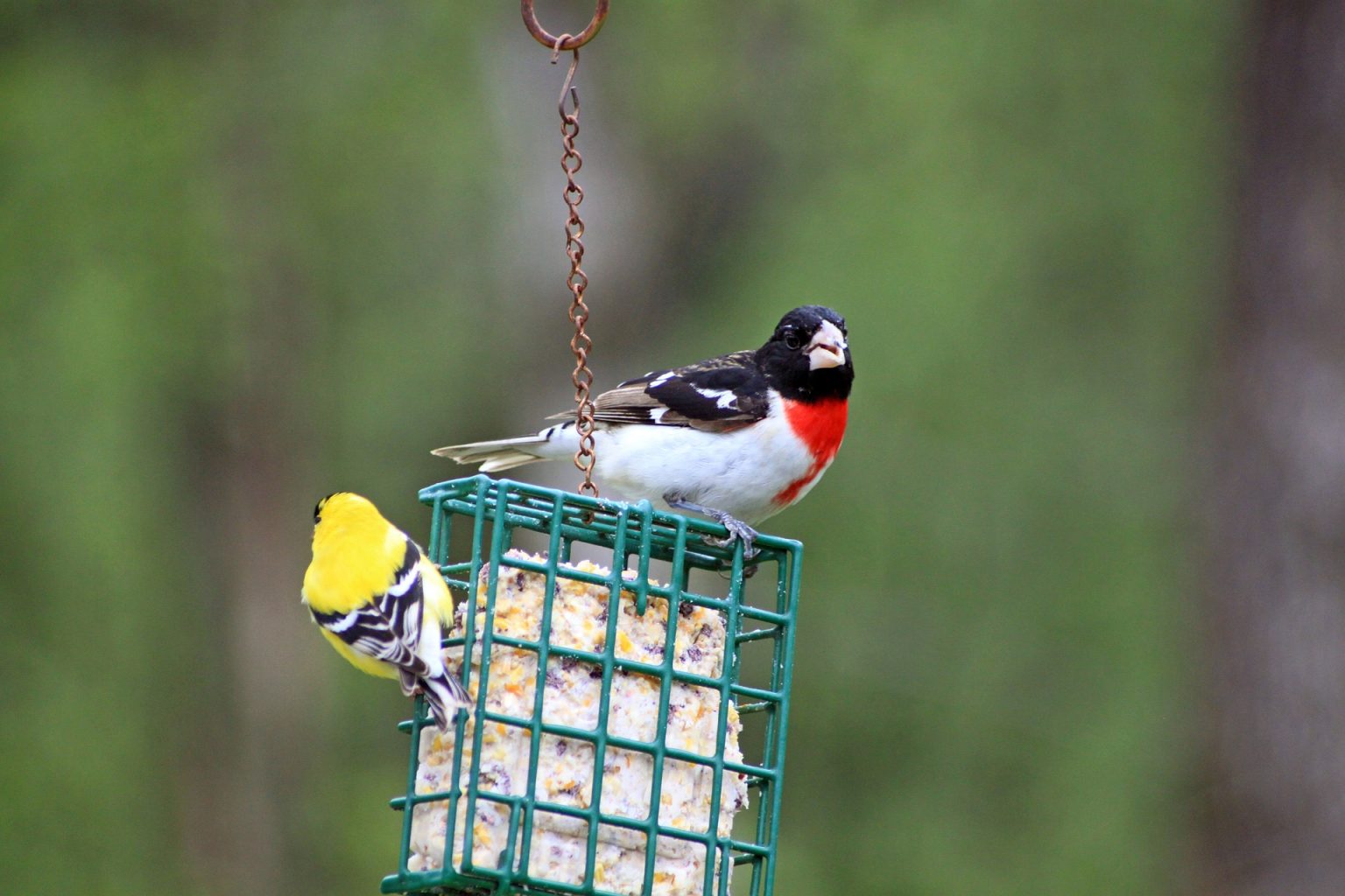 5 Best Suet Feeders You CAN'T Miss 2020 Review & Update