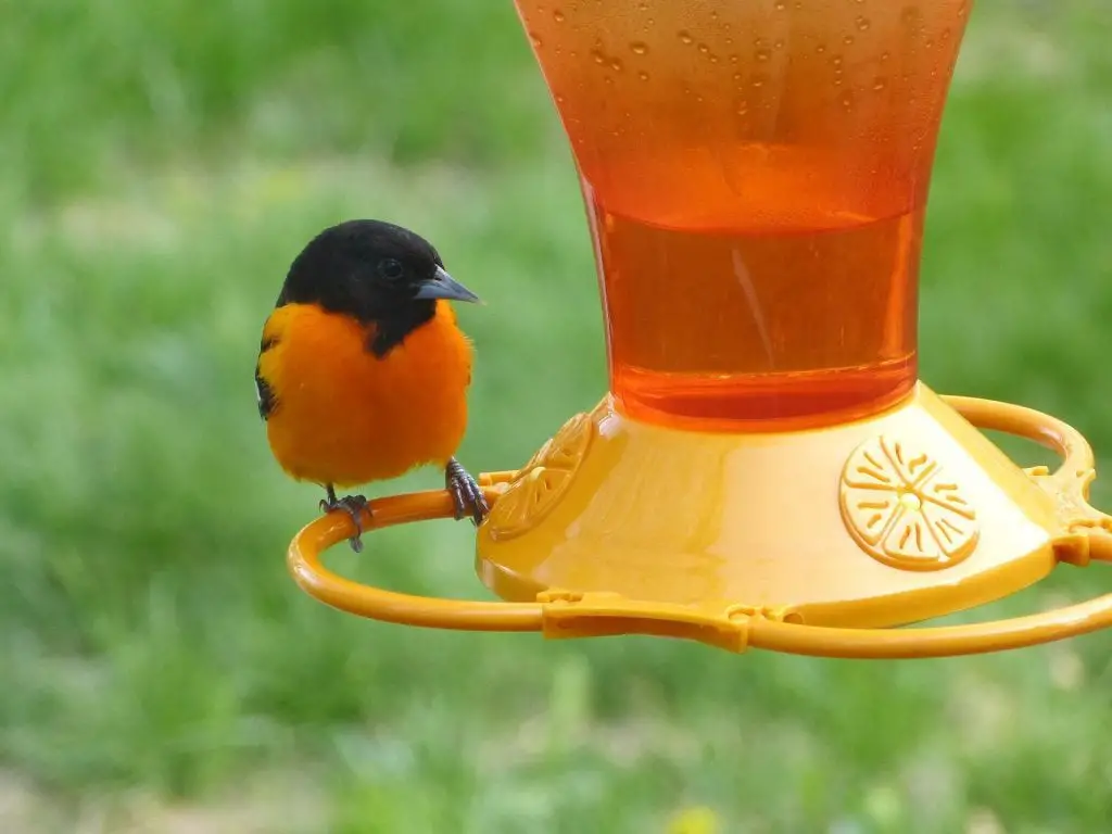 Baltimore Oriole perched on a feeder featured image