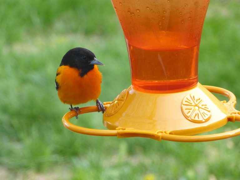 5 Best Oriole Feeders Jelly & Fruit Options 2020 Review