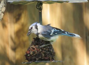 Blue Jay on a feeder featured image