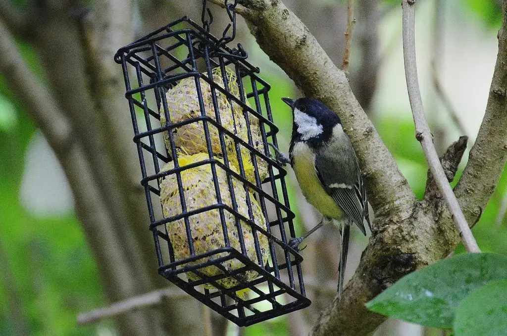 a colorful bird on a suet feeder