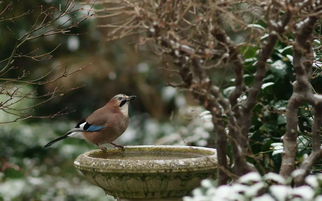 a jay on a frozen birdbath