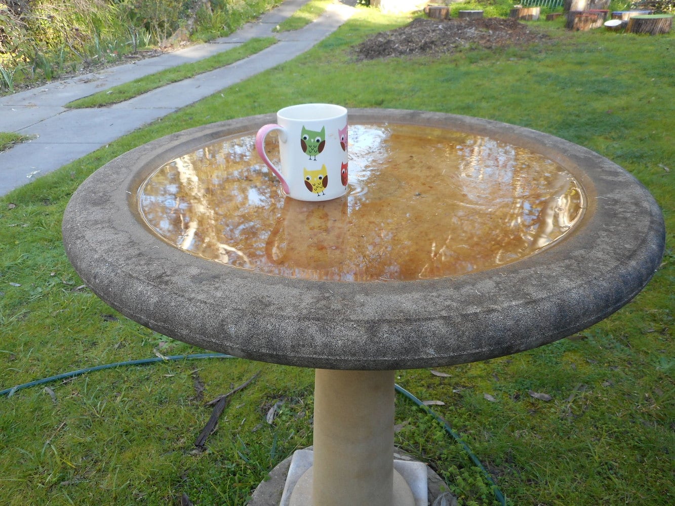 4 Best Heated Bird Baths Keep Birds Coming! (2020 Review)