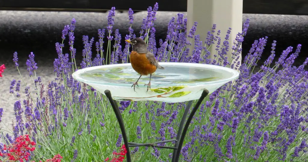 heated bird bath featured image