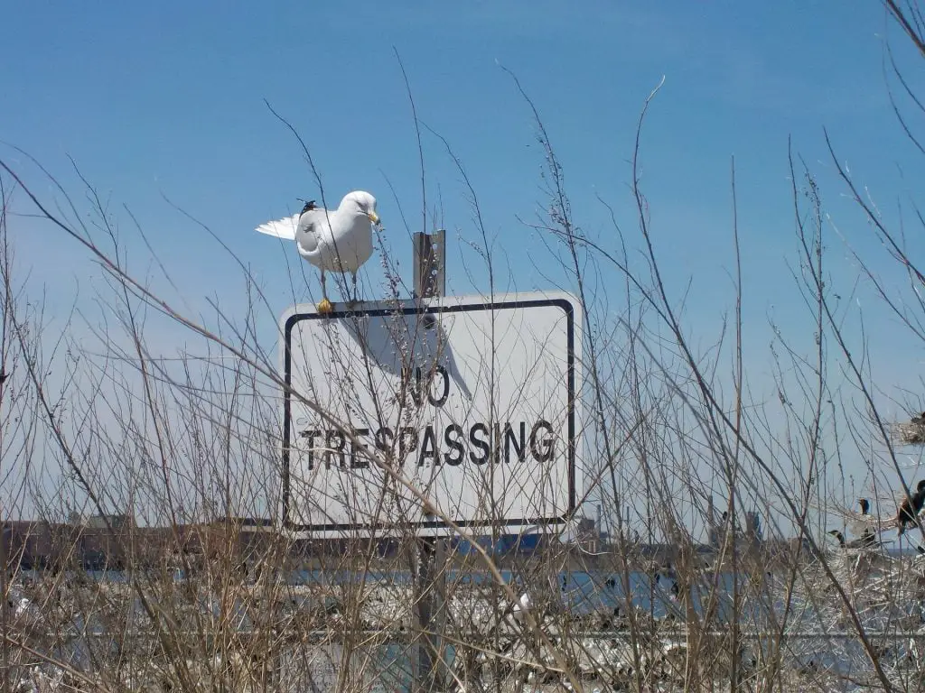 no bird sign featured image