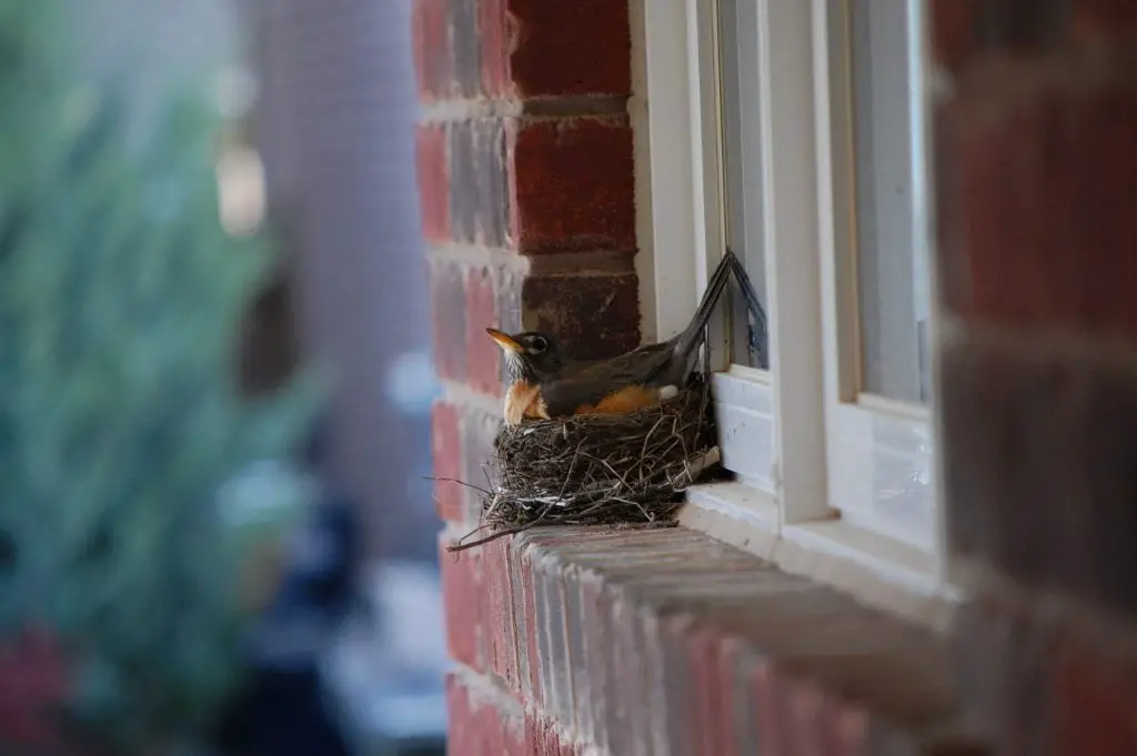 robins nesting by the window