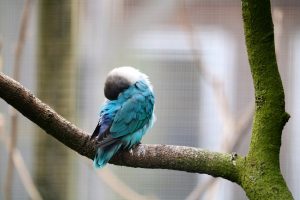 Hummingbird on a state of torpor - feature image