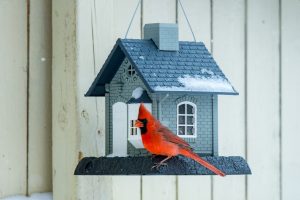 A Cardinal perched on a bird house - feature image