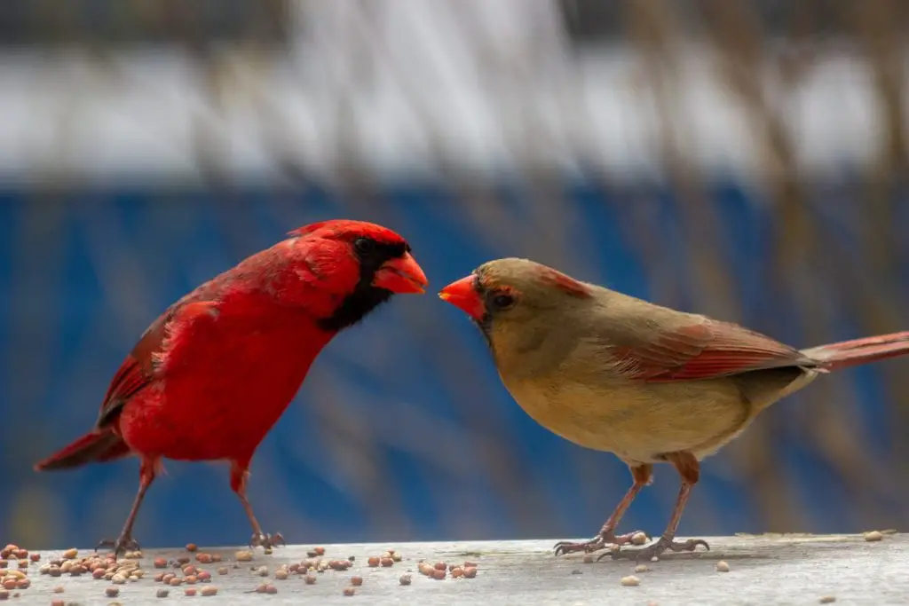 Male and female cardinal