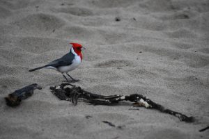 blue cardinals featured image