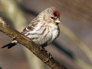 common redpoll - michigan finch featured image