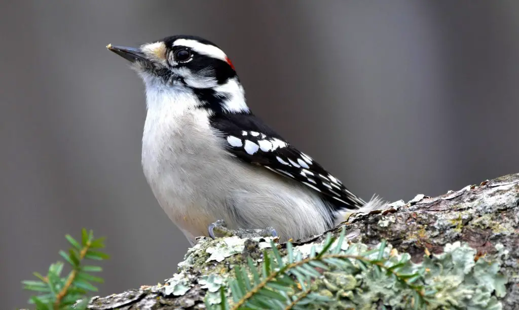 downy woodpecker
