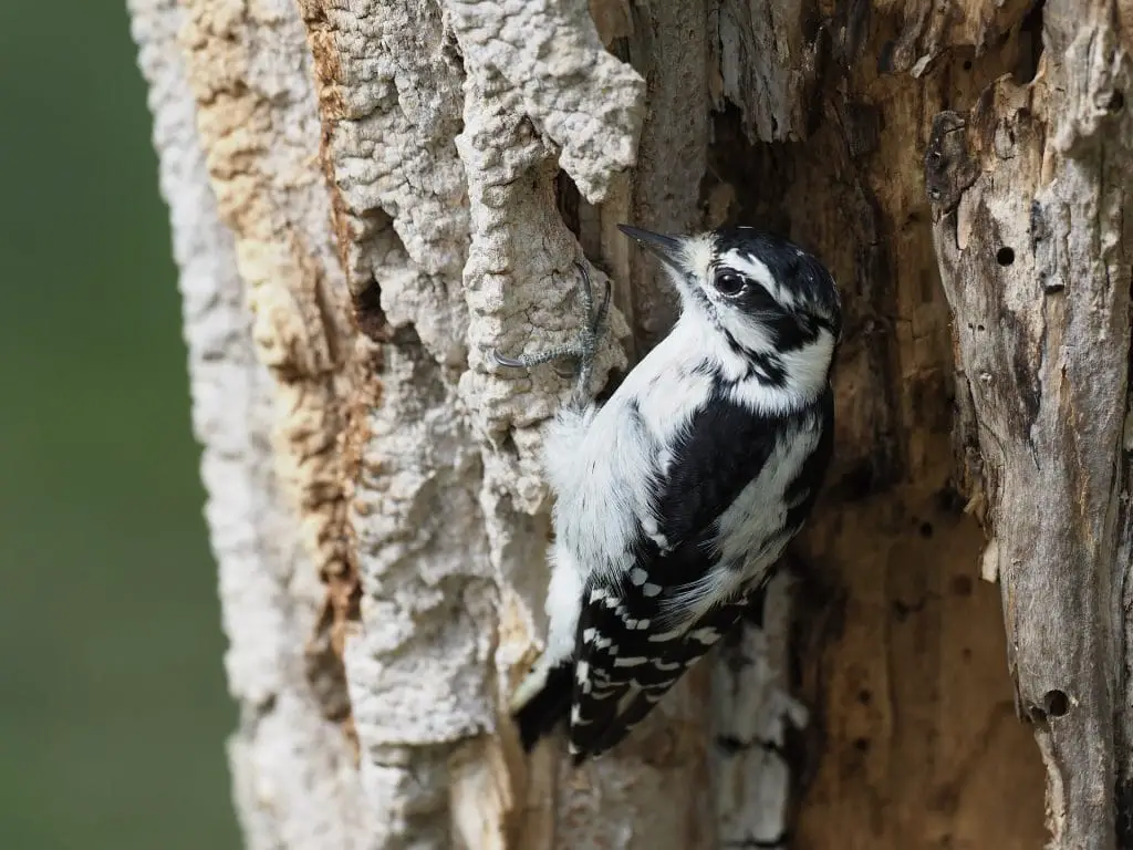 downy woodpecker