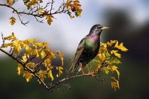 how to get rid of starlings - featured image