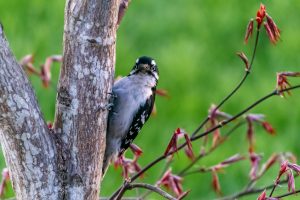 missouri woodpecker - featured image