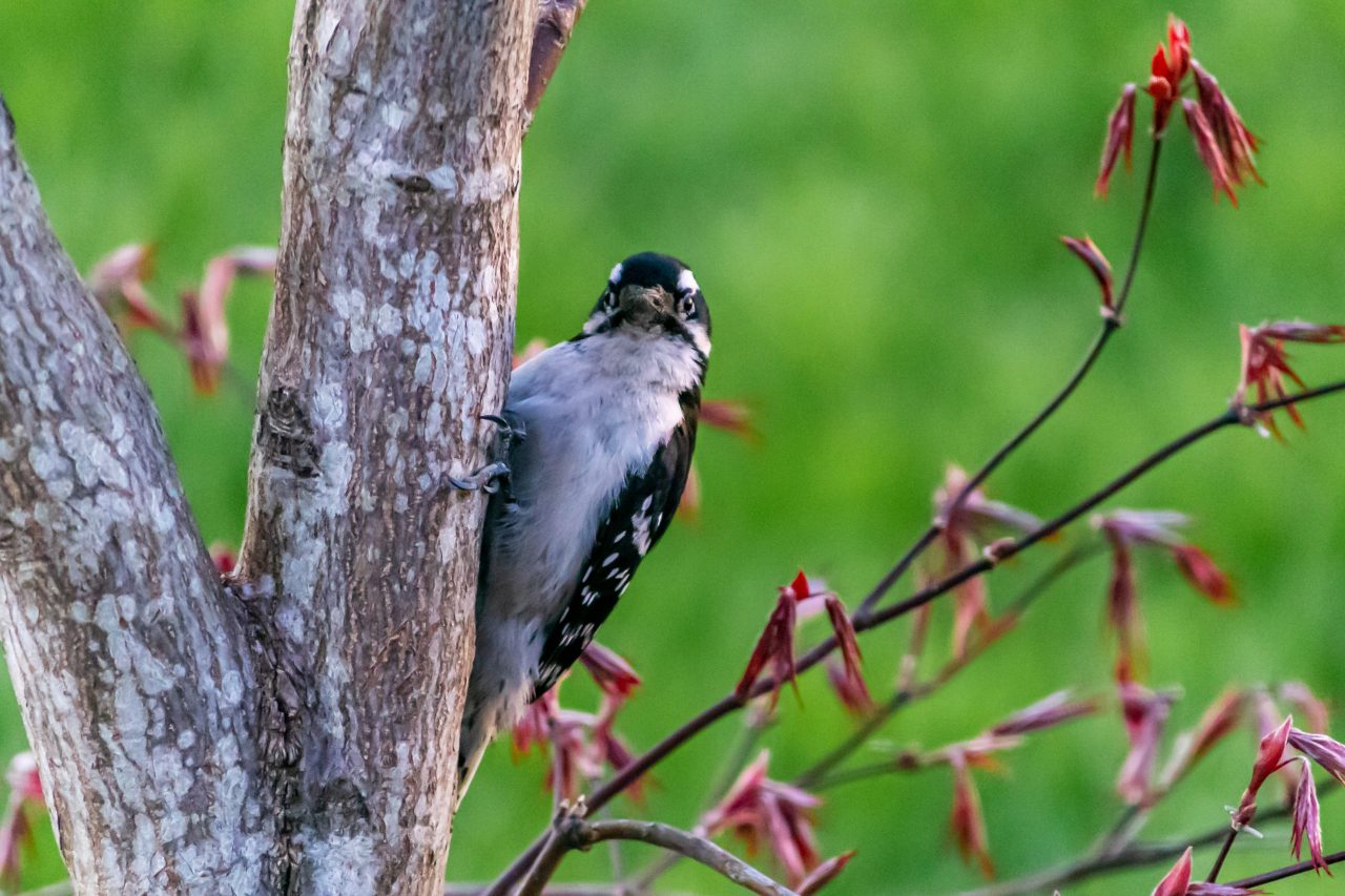 missouri woodpecker - featured image