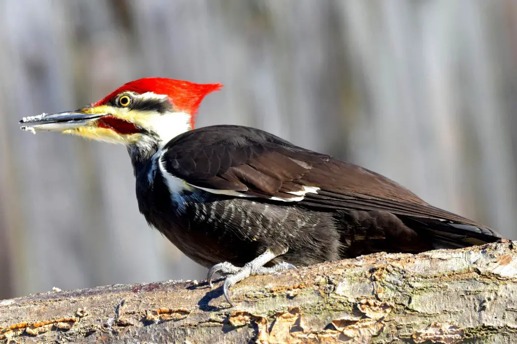 pileated woodpecker